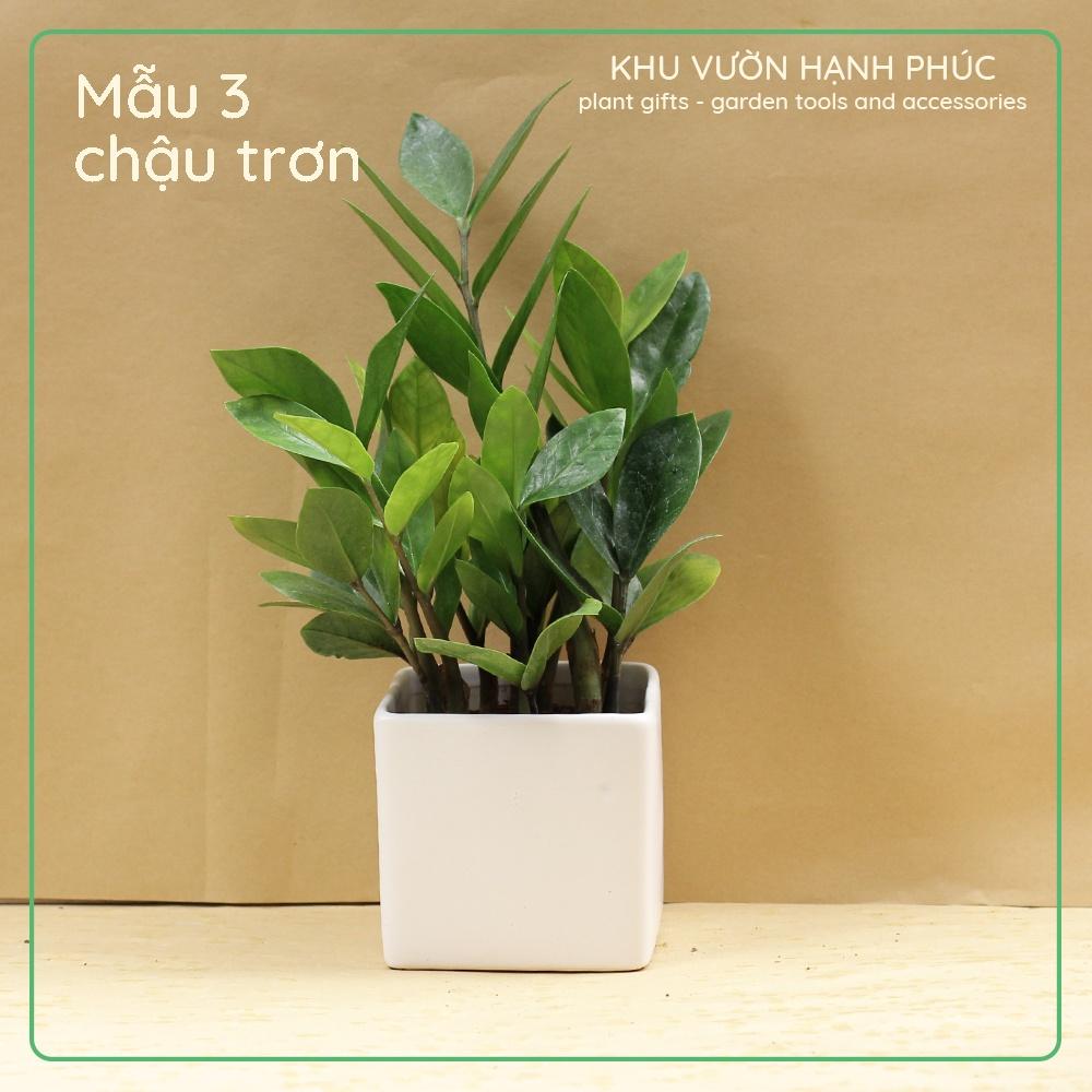 Cây Kim Tiền - Kim Phát Tài, cây để bàn văn phòng, may mắn, tài lộc (cây kèm chậu tráng men)