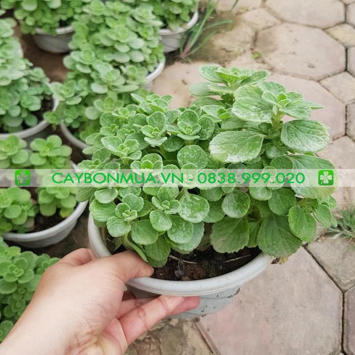 Cây Sen Lá Thơm, cây Nhất Mạt Hương, cao 25cm đuổi muỗi hương thơm thư giãn