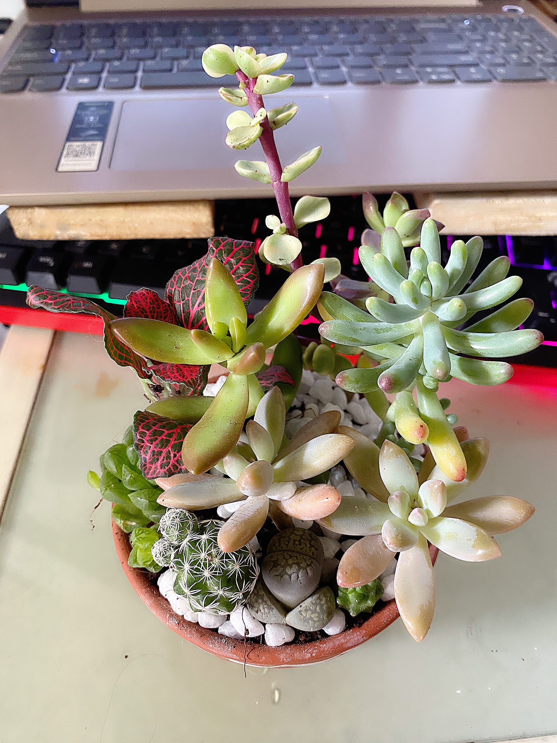 Xương rồng sen đá mix kèm chậu gốm đỏ SDMIX -17cm