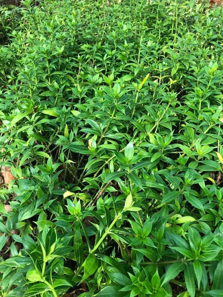 Cây hoa leo HUỲNH ANH - BẦU CÂY GIỐNG - HOA VÀNG RỰC RỠ