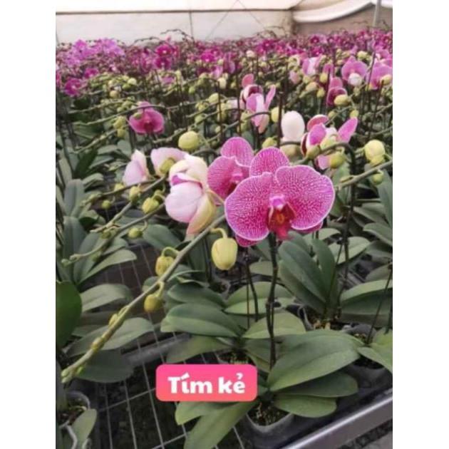 Cây Hồ Điệp