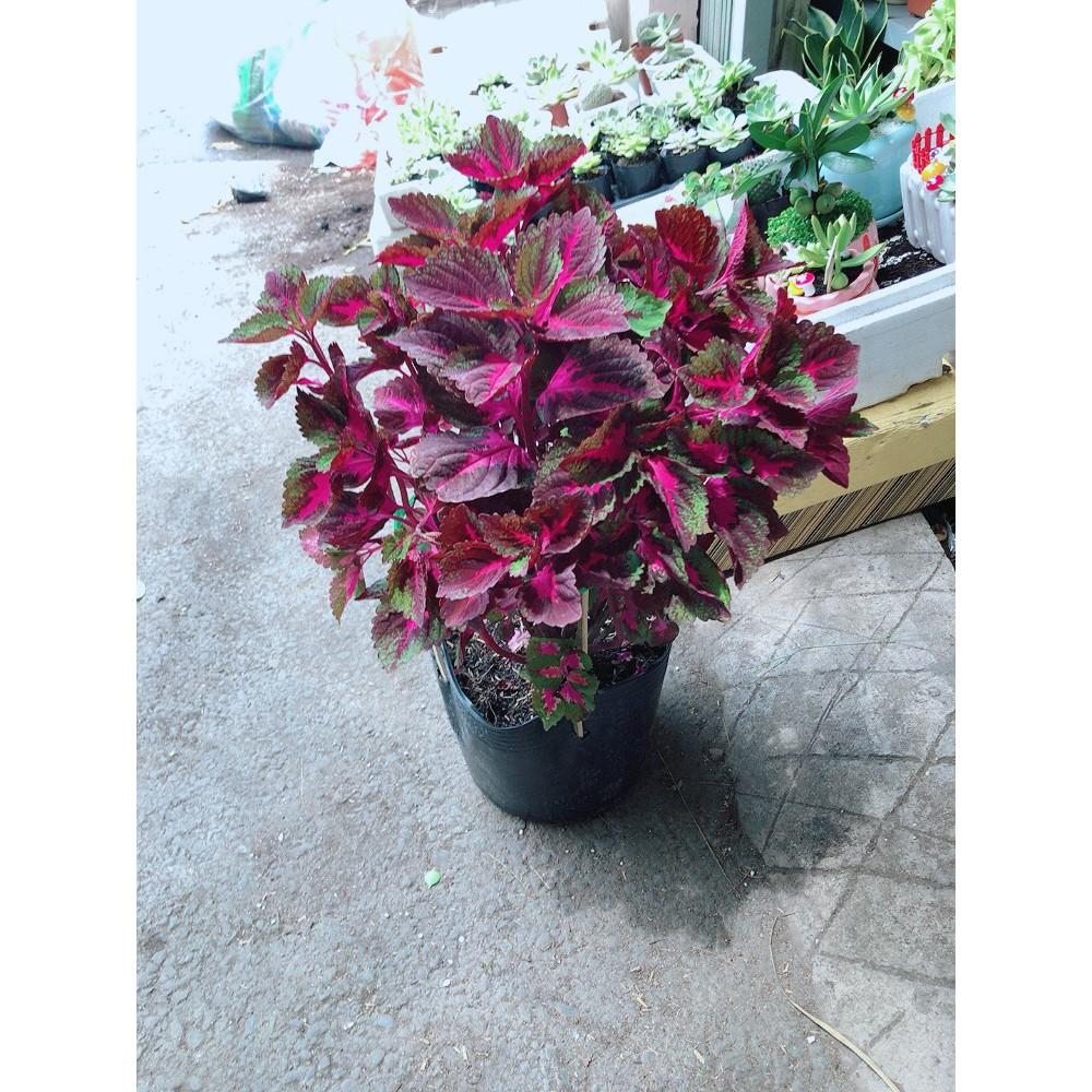 Chậu cây lá gấm đỏ