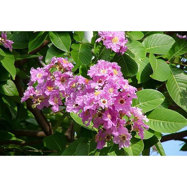 CÂY GIỐNG BẰNG LĂNG LÁ ỔI )