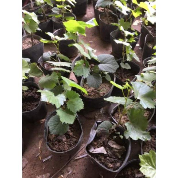 Nho Ngón Tay 152 tặng 2 cây chè xanh