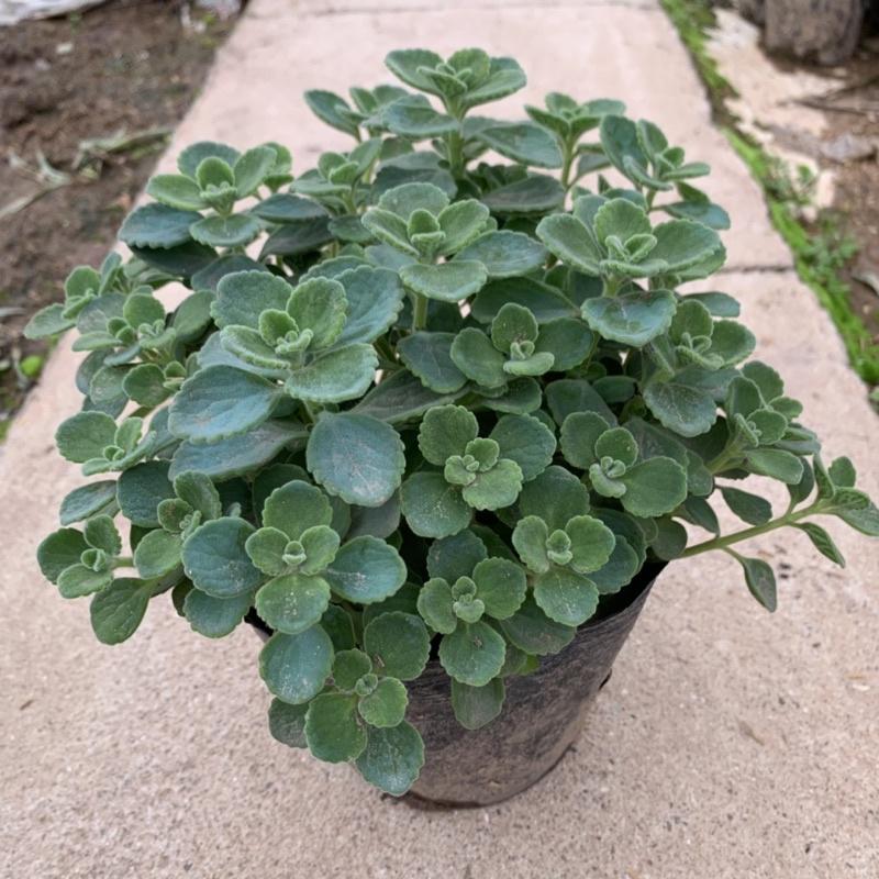 Cây nhất mạt hương cao 15cm, cây tỏa hương thơm nhẹ giúp đuổi muỗi và trang trí sân vườn