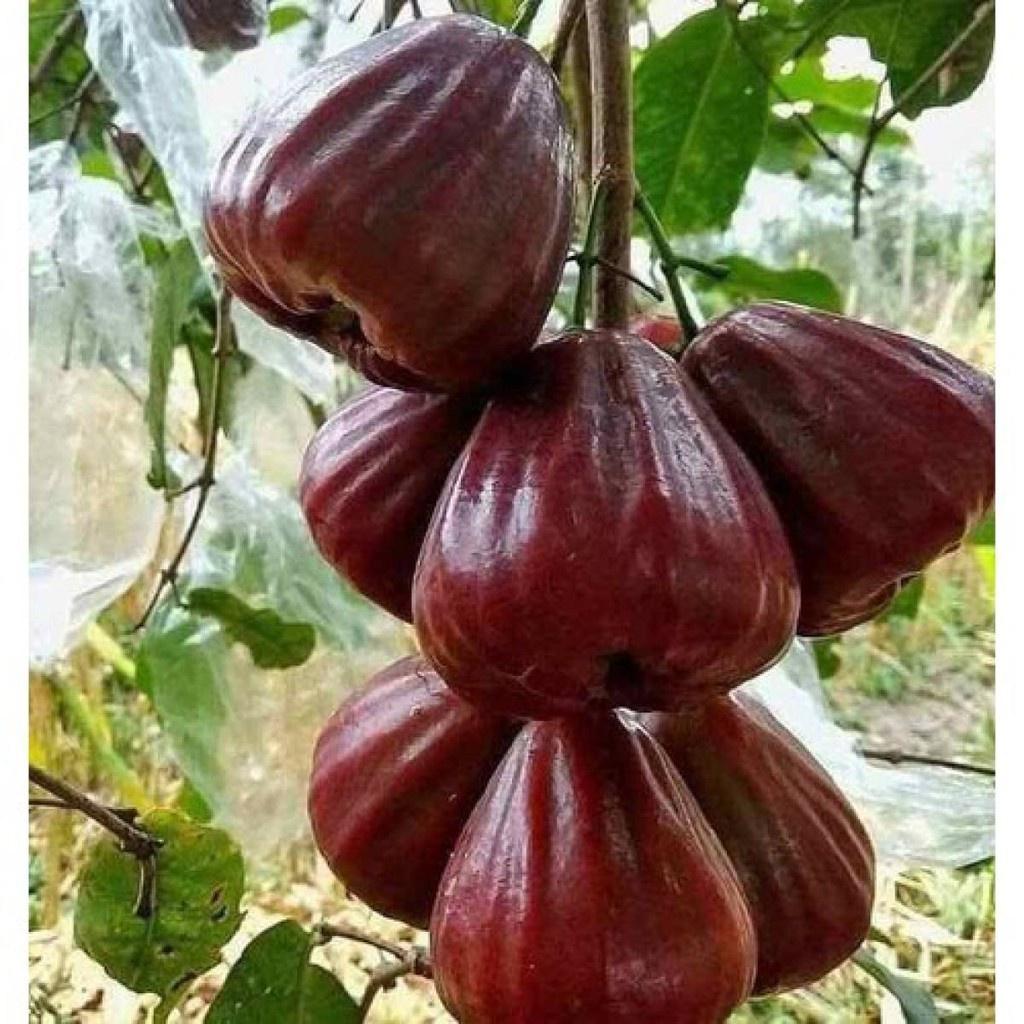 CÂY GIỐNG ROI ĐỎ NGỌT KHÔNG HẠT THÁI