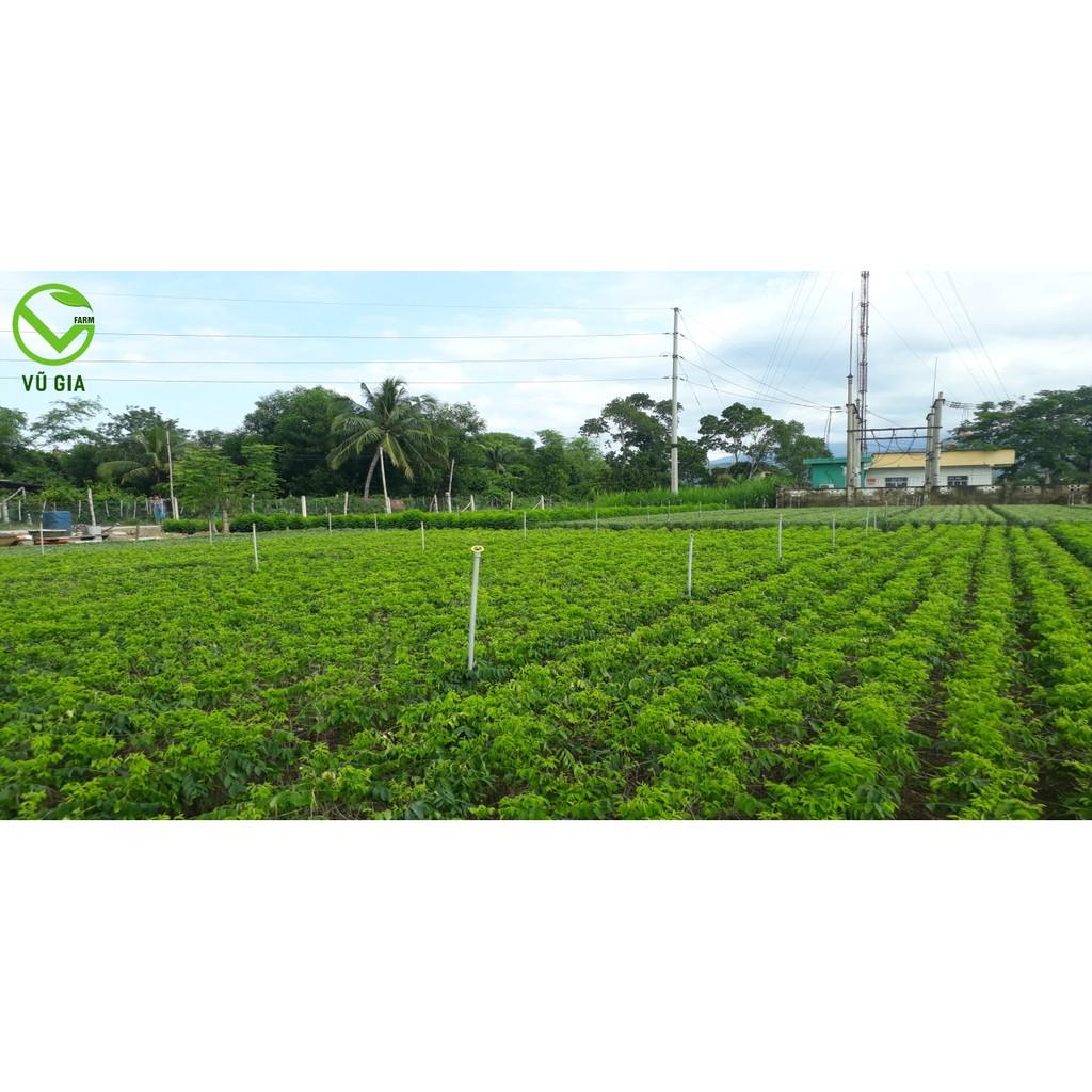 Bột Rau Ngót Sấy Lạnh Nguyên Chất Vũ Gia
