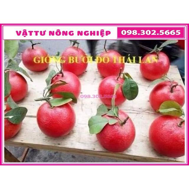 Cây giống bửoi ruby ruột đỏ Thái Lan