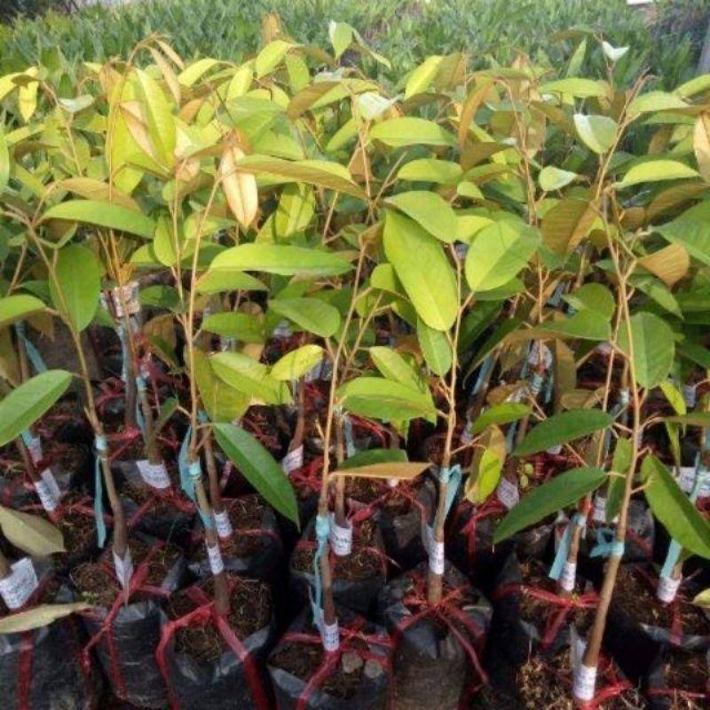 Cây giống sầu riêng mini thái lan