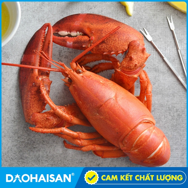 Tôm Hùm Alaska/Canada Chín Con 450g