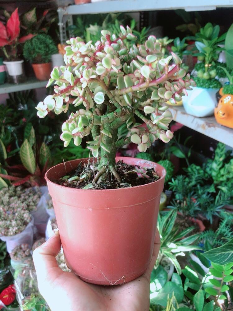Cành Vàng Lá Ngọc Thân Cổ Thụ