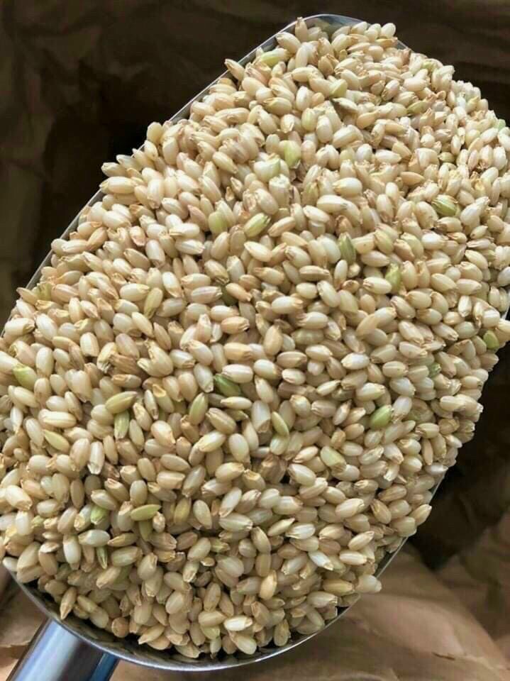 GẠO LỨT NHẬT KINNOIBUKI