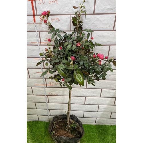 Hoa Hồng ngoại Koster red trứng màu đỏ thân tree