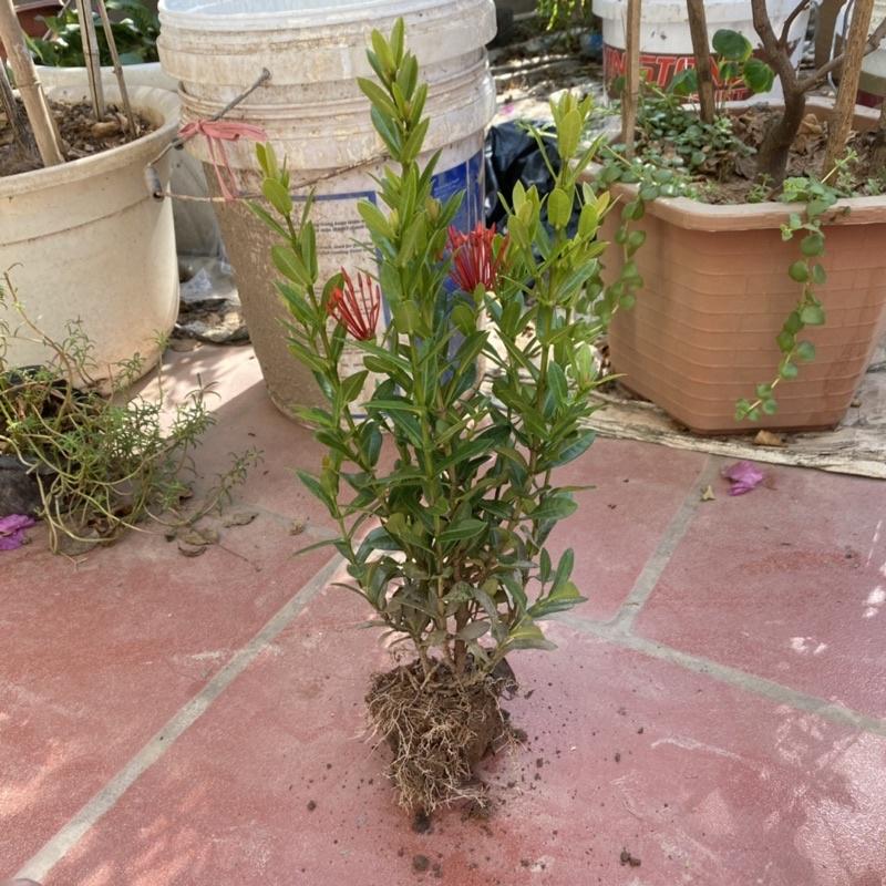 Cây hoa mẫu đơn giống trồng bịch đen cao 20cm