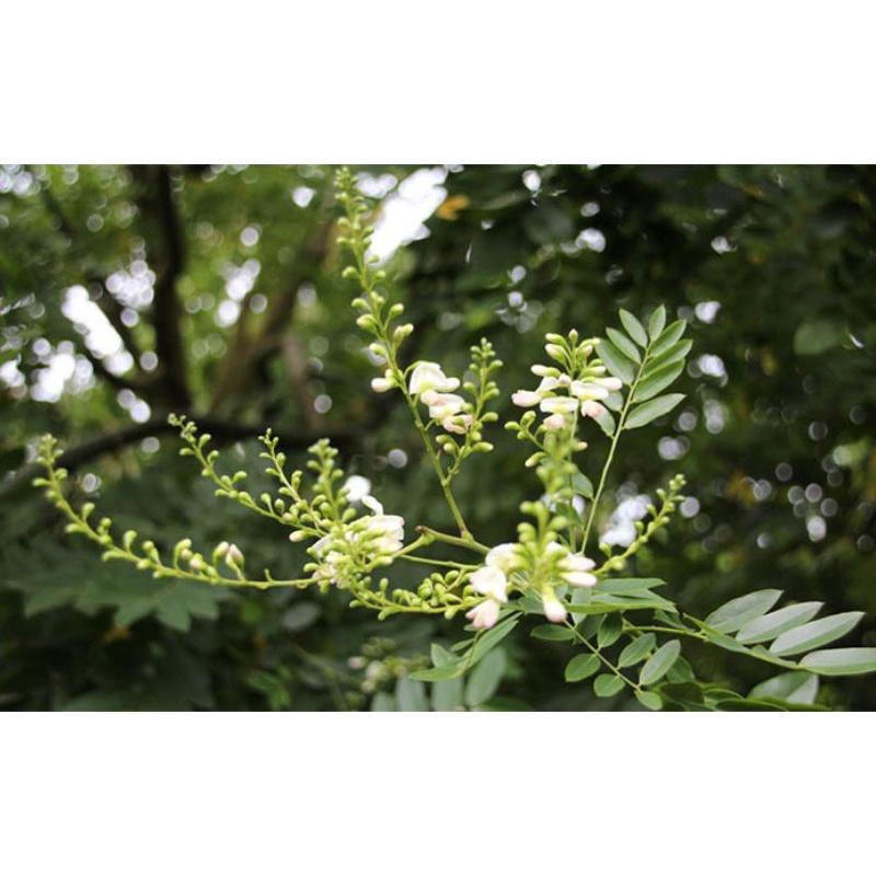 CÂY GIỐNG HOA HÒE