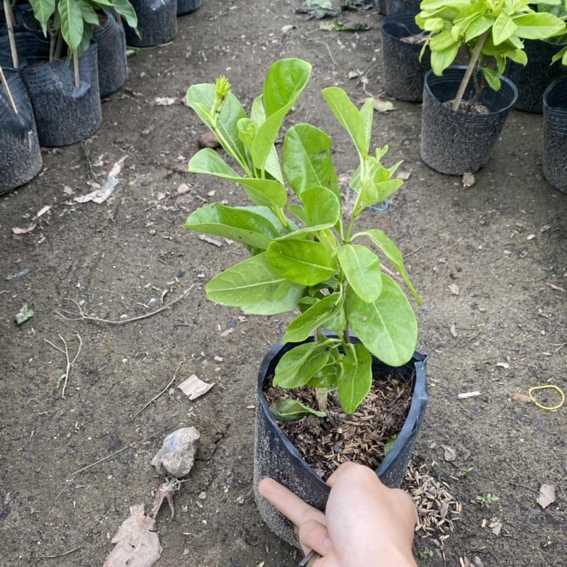 Cây huỳnh anh leo trồng trong bịch đen trang trí ban công sân vườn