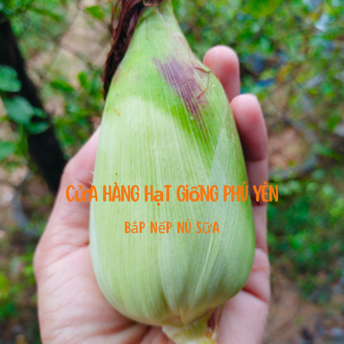 Hạt giống bắp nù sữa tròn gói 500 gram chất lượng
