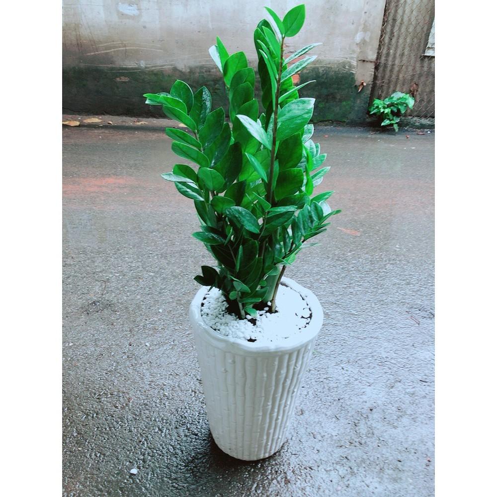 Cây Kim Tiền Loại Lớn