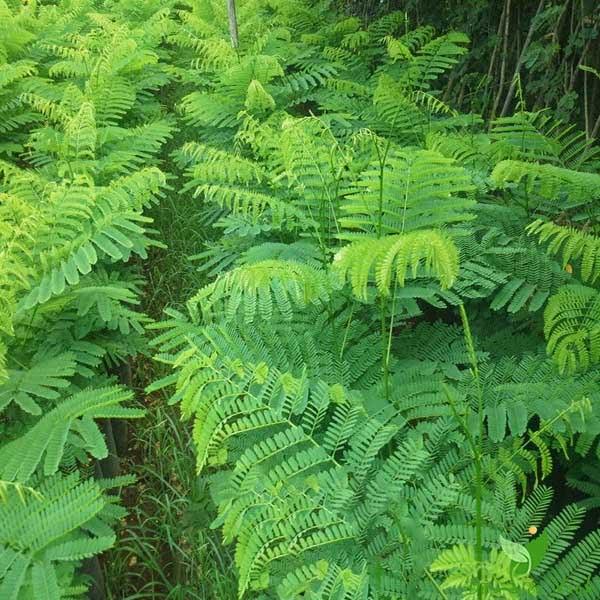 1 KG HẠT GIỐNG CÂY PHƯỢNG VĨ đỏ(Tên gọi khác: cây Phượng Đỏ, cây Xoan Tây,   .(