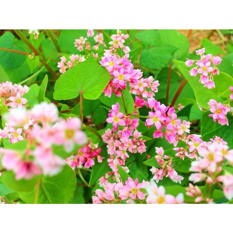 Hạt giống hoa tam giác mạch KNS3665 - Gói 100 hạt