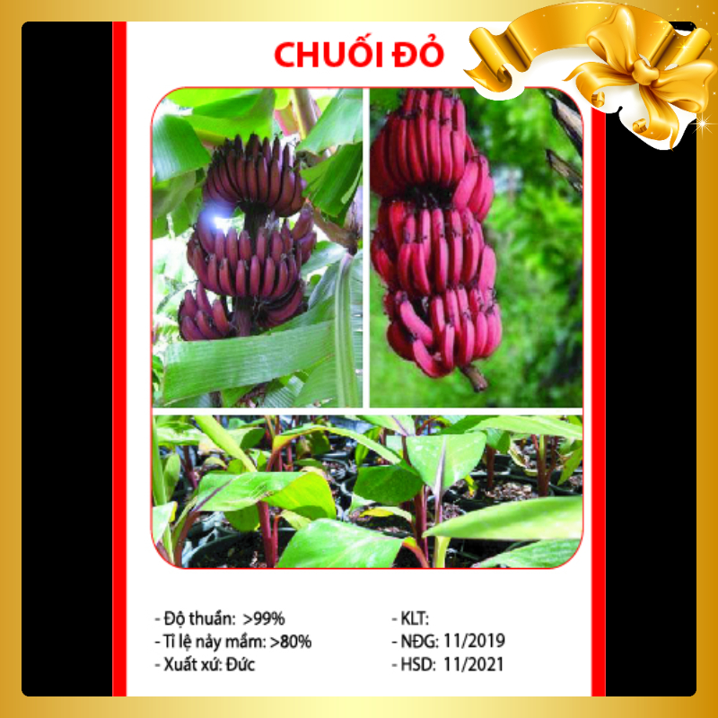 10 Gói Hạt Giống Chuối Đỏ - Nảy Mầm Cực Chuẩn