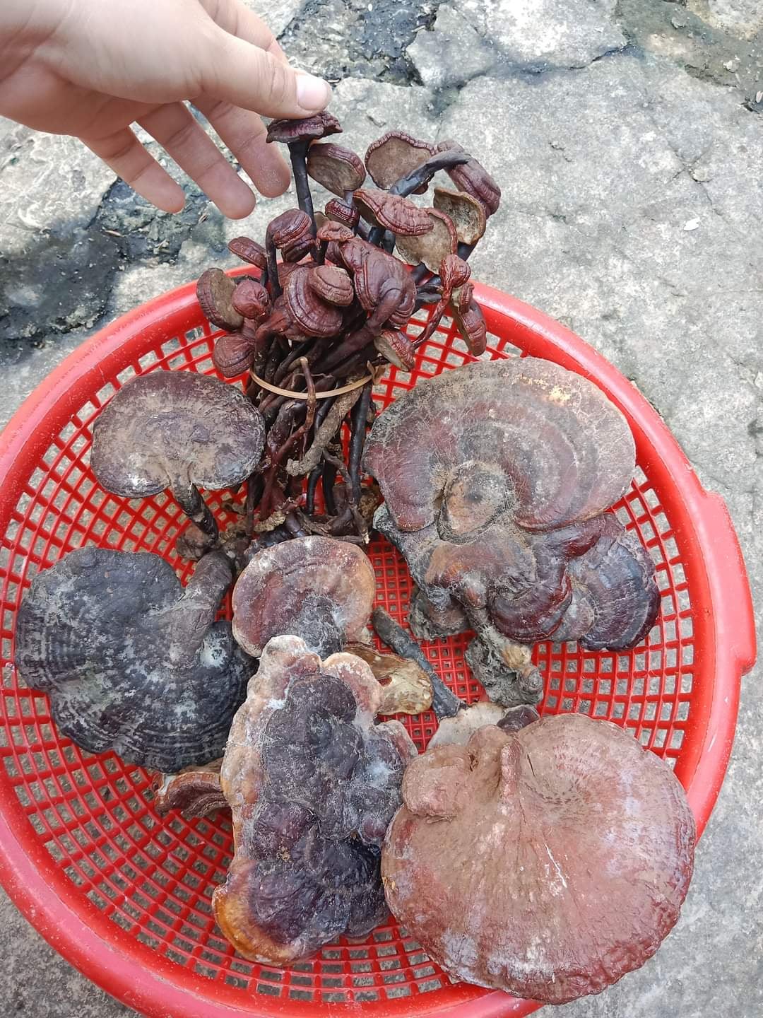 Nấm lim rừng 100% Tiên Phước Quảng Nam