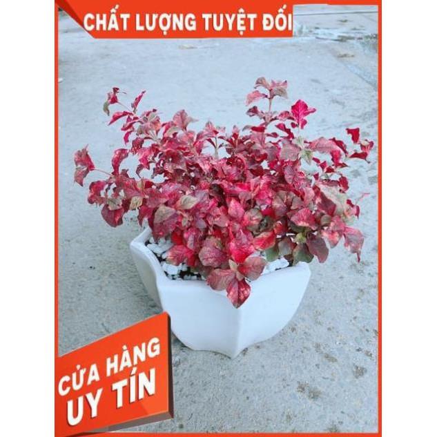 Chậu Ruby Đỏ