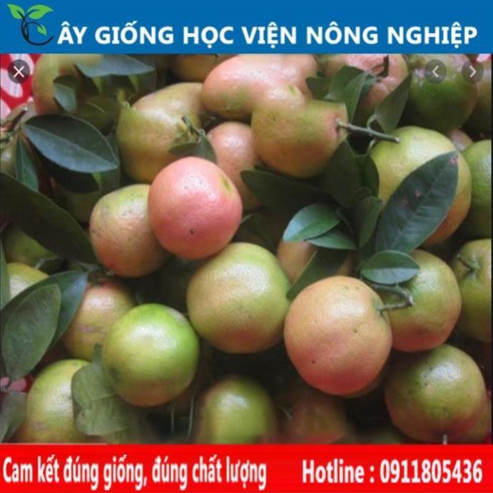 Sản phẩm Cây Ăn Trái cây giống chanh đào siêu trái