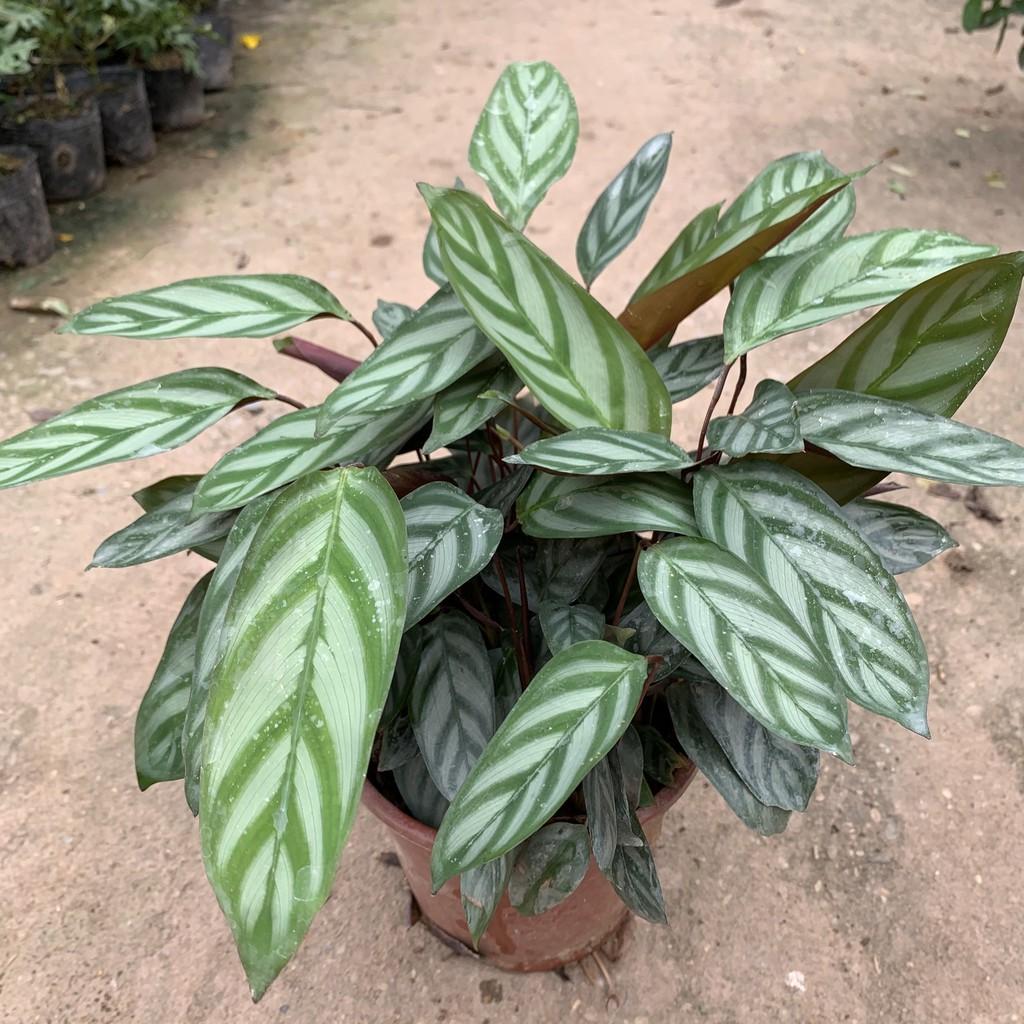 Cây đuôi công xanh lá dẹt cao 25cm, chậu cực xum xuê lá tươi tốt, sức sống bền bỉ, cây phong thuỷ trồng nội thất, để bàn