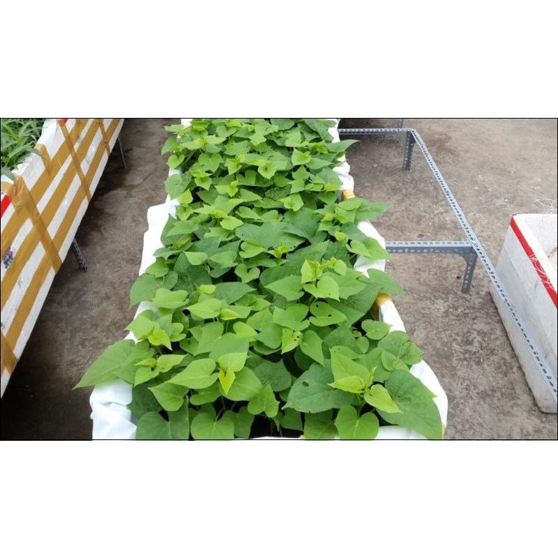 Set 20 cây giống rau lang rễ trần