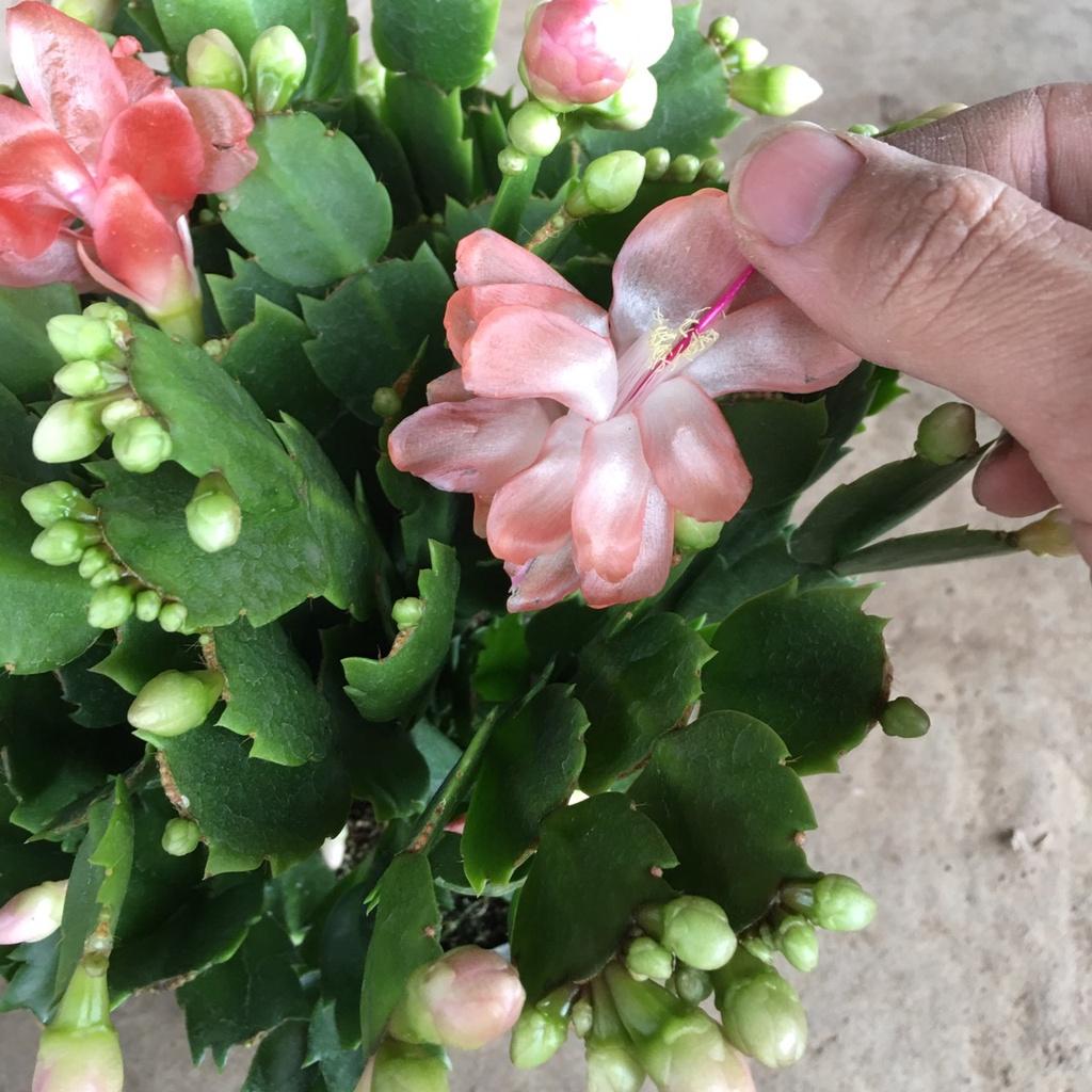 Cây LAN CÀNG CUA Để Bàn Siêu Nụ,Bụi Xum To Nhiều Nhánh