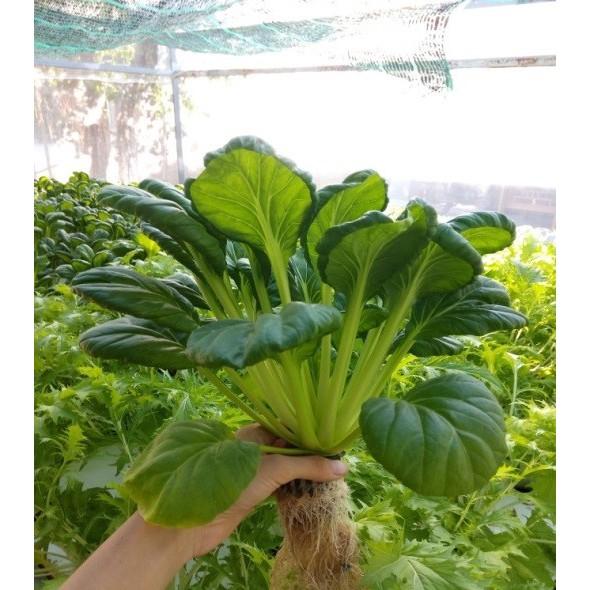 Hạt Giống Cải Hoa Hồng-Dinh Dưỡng Cao