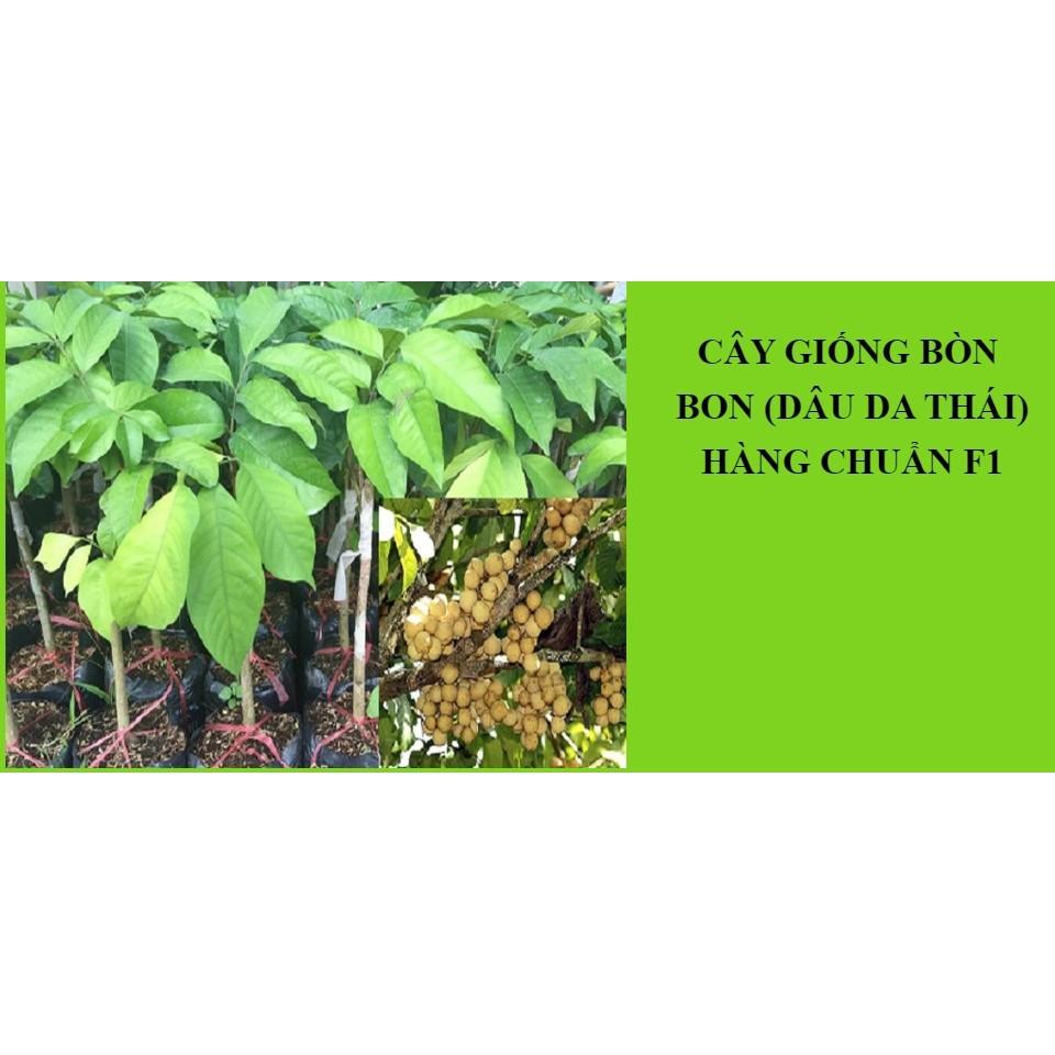 Cây giống BÒN BON (DÂU DA THÁI LAN) siêu sai quả - Cây giống F1