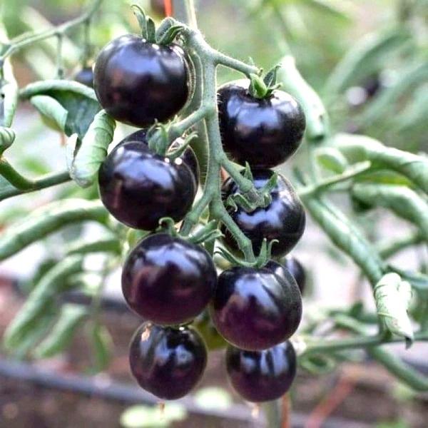 Hạt giống cà chua cherry đen lai F1 RADO 643 9