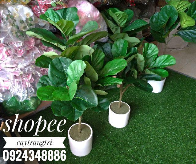 Cây Bàng Singapore Giả - Cây bàng Singapore cao 100cm 3 nhánh