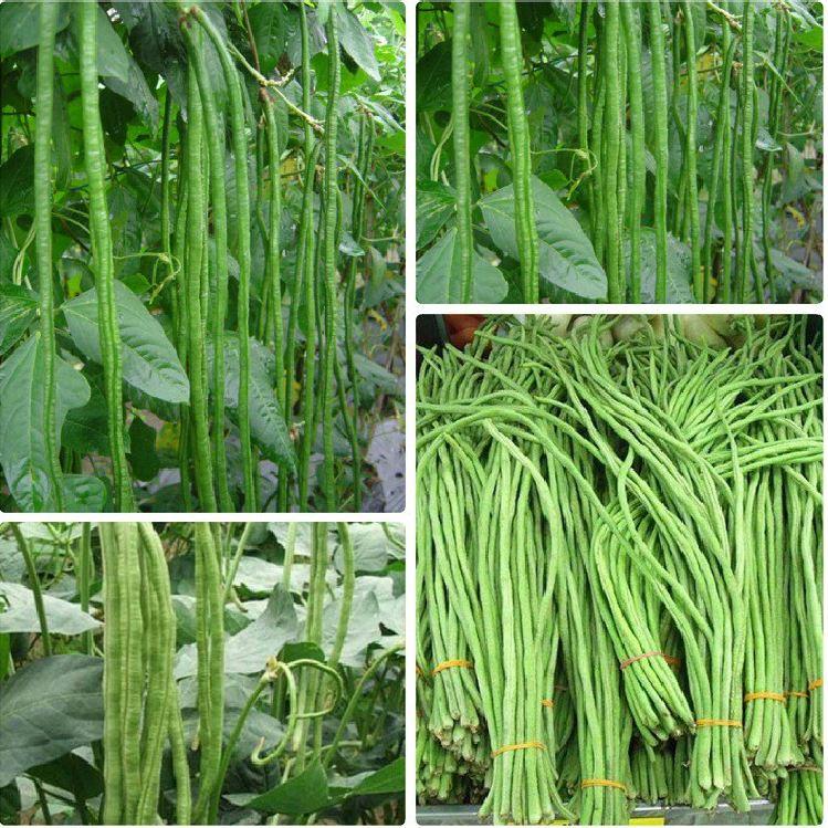 Combo 2 gói hạt giống đậu đũa xanh  và 1 gói tím-tặng kèm gói phân bón lót