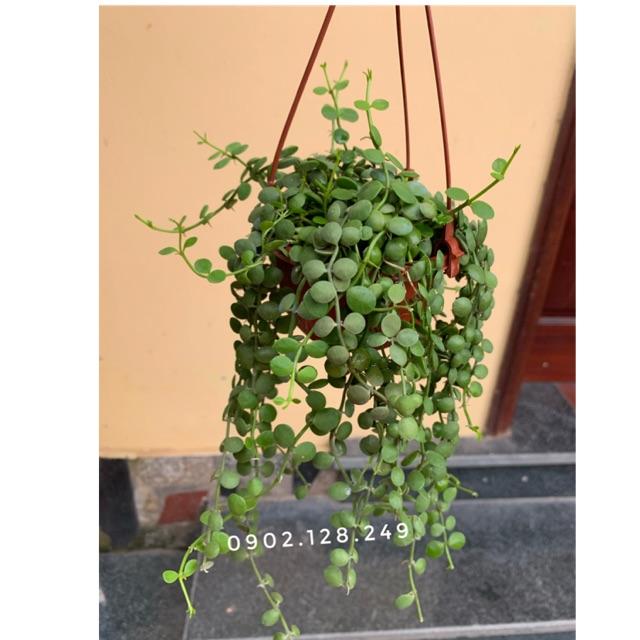 Cây lan nút áo/ lan hạt ngọc cây cực đẹp