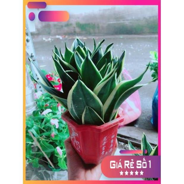 Chậu Lưỡi Hổ Thái Xanh