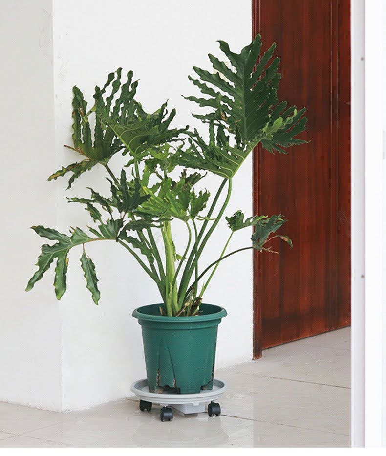 Combo chậu nhựa cao cấp Flower Island + Đế lót chậu bánh lăn có khay hứng nước thông minh