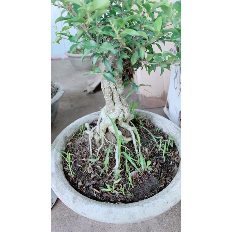 Hình ảnh Hồng Ngọc Mai Bonsai Gốc 4-5cm