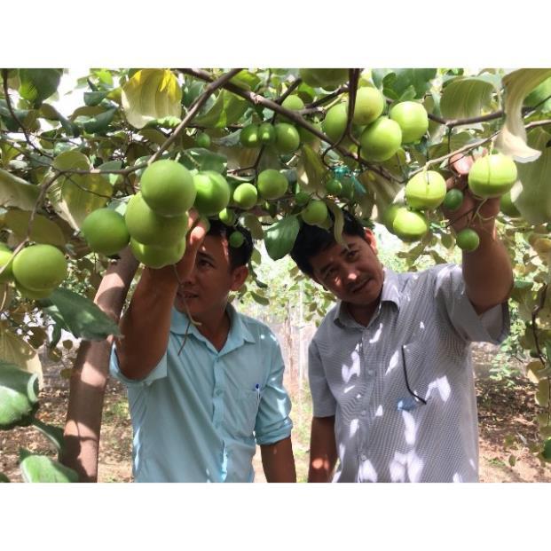 Cây Táo Đài Loan 4 Trái 1kg + Tặng 01 cây dâu da đất