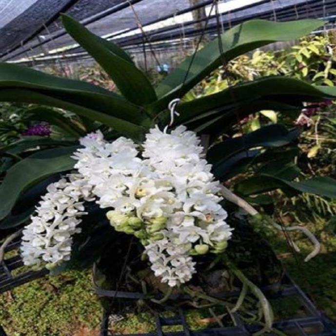 Hoa lan giáng hương ngọc điểm trắng
