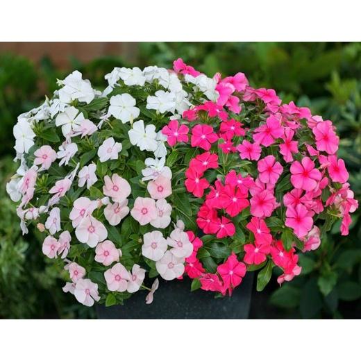 Hạt giống hoa dừa cạn lùn mix nhiều màu ngẫu nhiên, nhanh ra hoa, nảy mầm tốt, dễ trồng