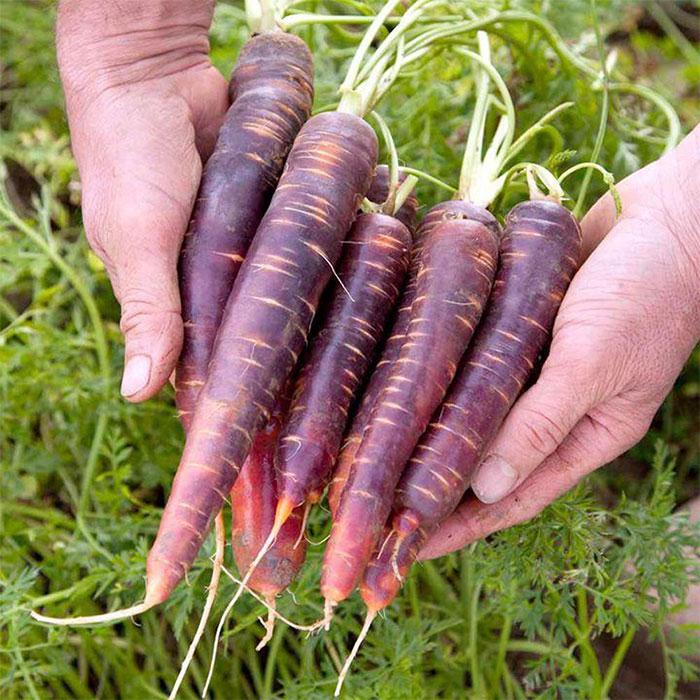 Hạt Giống Cà Rốt Tím Lai -