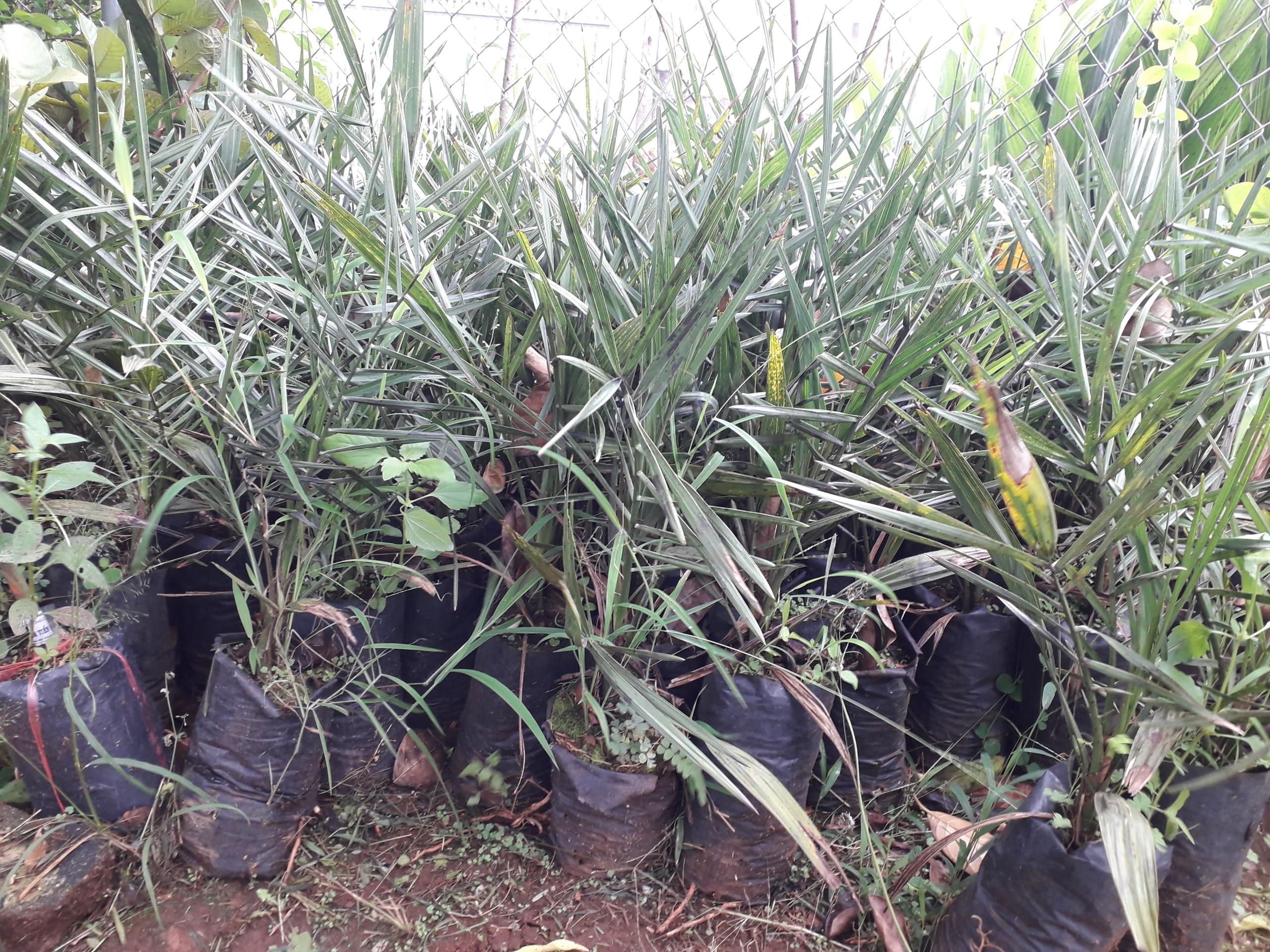 CÂY GIỐNG CHÀ LÀ LÙN SIÊU QUẢ. .