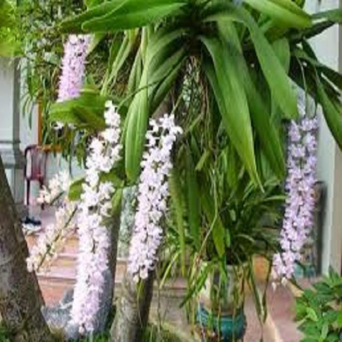 Hoa lan giáng hương đuôi cáo+ 700g phân thỏ hữu cơ