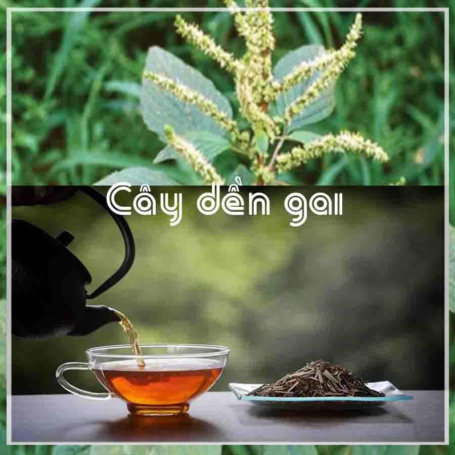 Cây Dền Gai khô sạch đóng gói 500gram