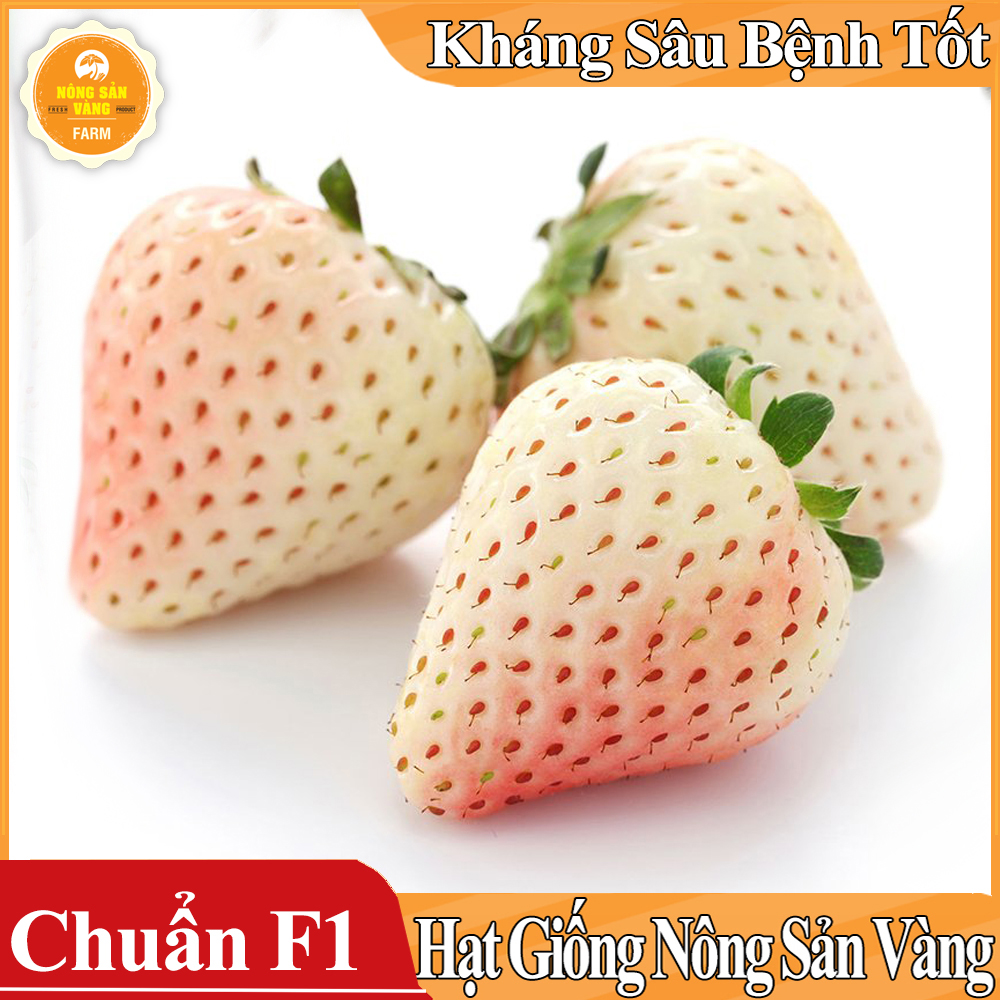 Hạt giống Dâu Tây Trắng - Nông Sản Vàng