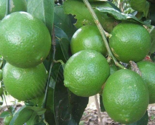 Cây giống chanh không hạt siêu sớm