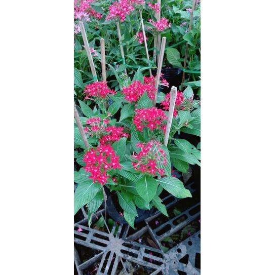 Hoa Diễm Châu Hàng Đẹp